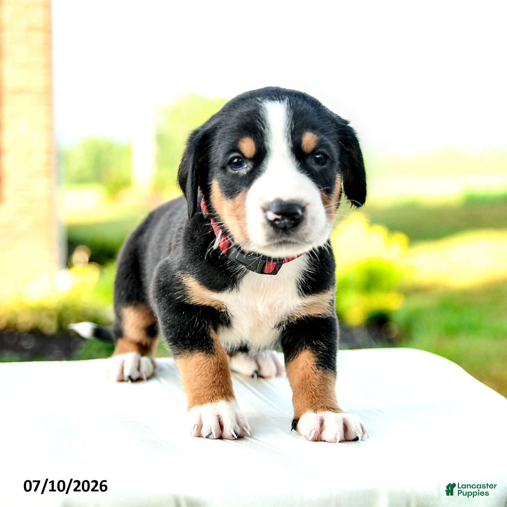 Greater Swiss Mountain Dog dogs Verena - Ad 2