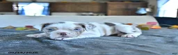 Beabull dogs for sale: Vanessa - Ad 1