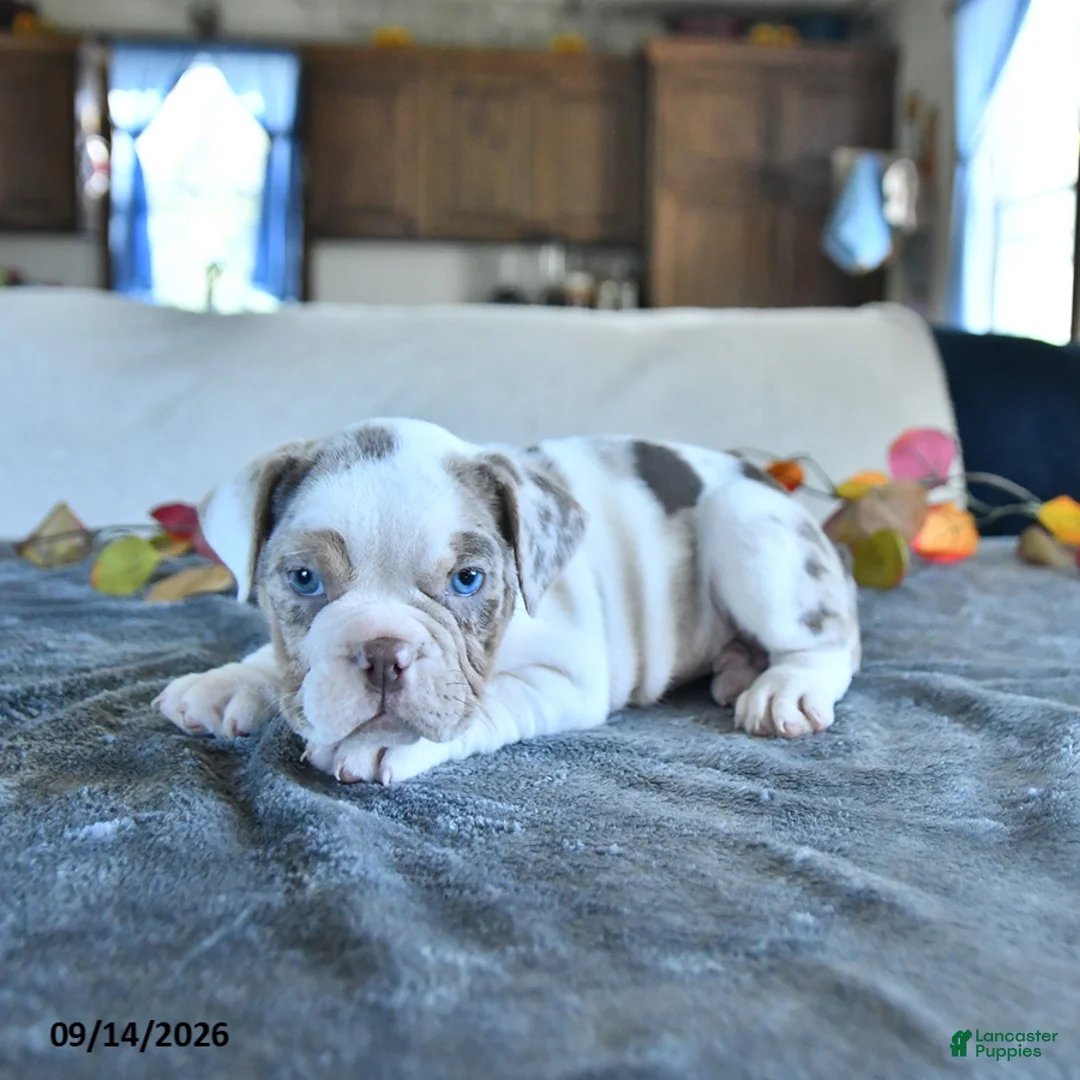 Beabull dogs for sale: Vanessa - Ad 1