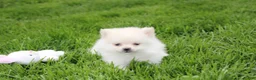 Pomeranian dogs for sale: Cooper  - Ad 7