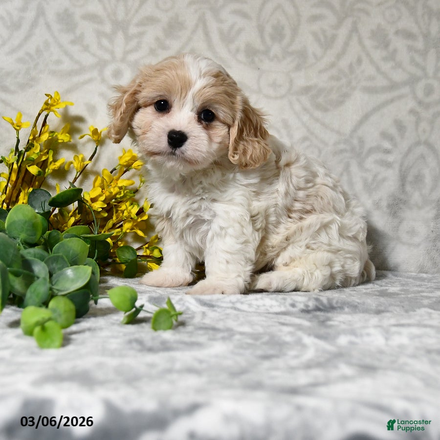 Cavachon dogs Julie  - Ad 1