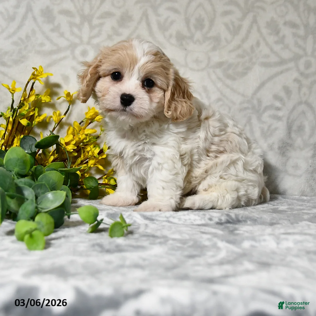 Cavachon dogs for sale: Julie  - Ad 1
