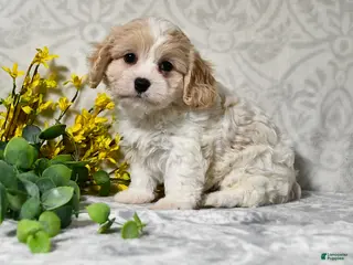 Cavachon dogs for sale: Julie - Ad 1
