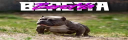 American Bully dogs for sale: Juggernaut aka Jug  - Ad 11