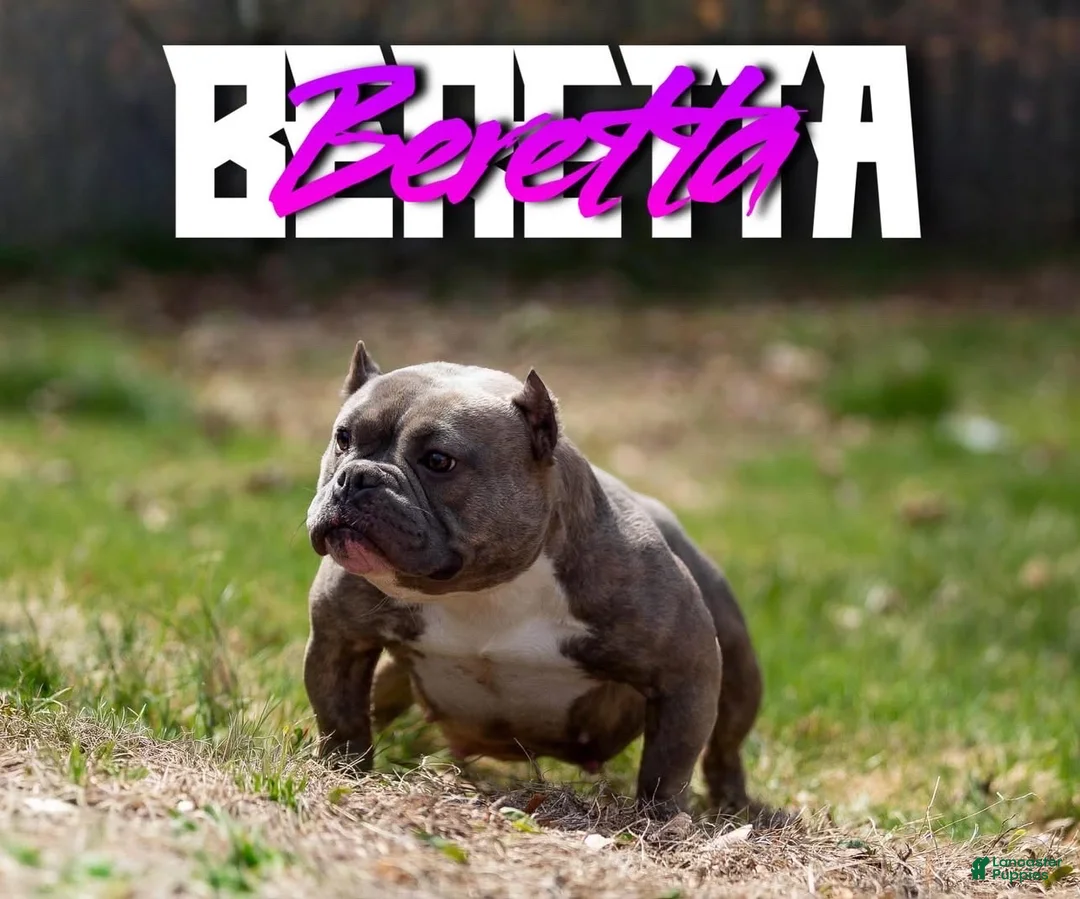 American Bully dogs for sale: Juggernaut aka Jug  - Ad 11