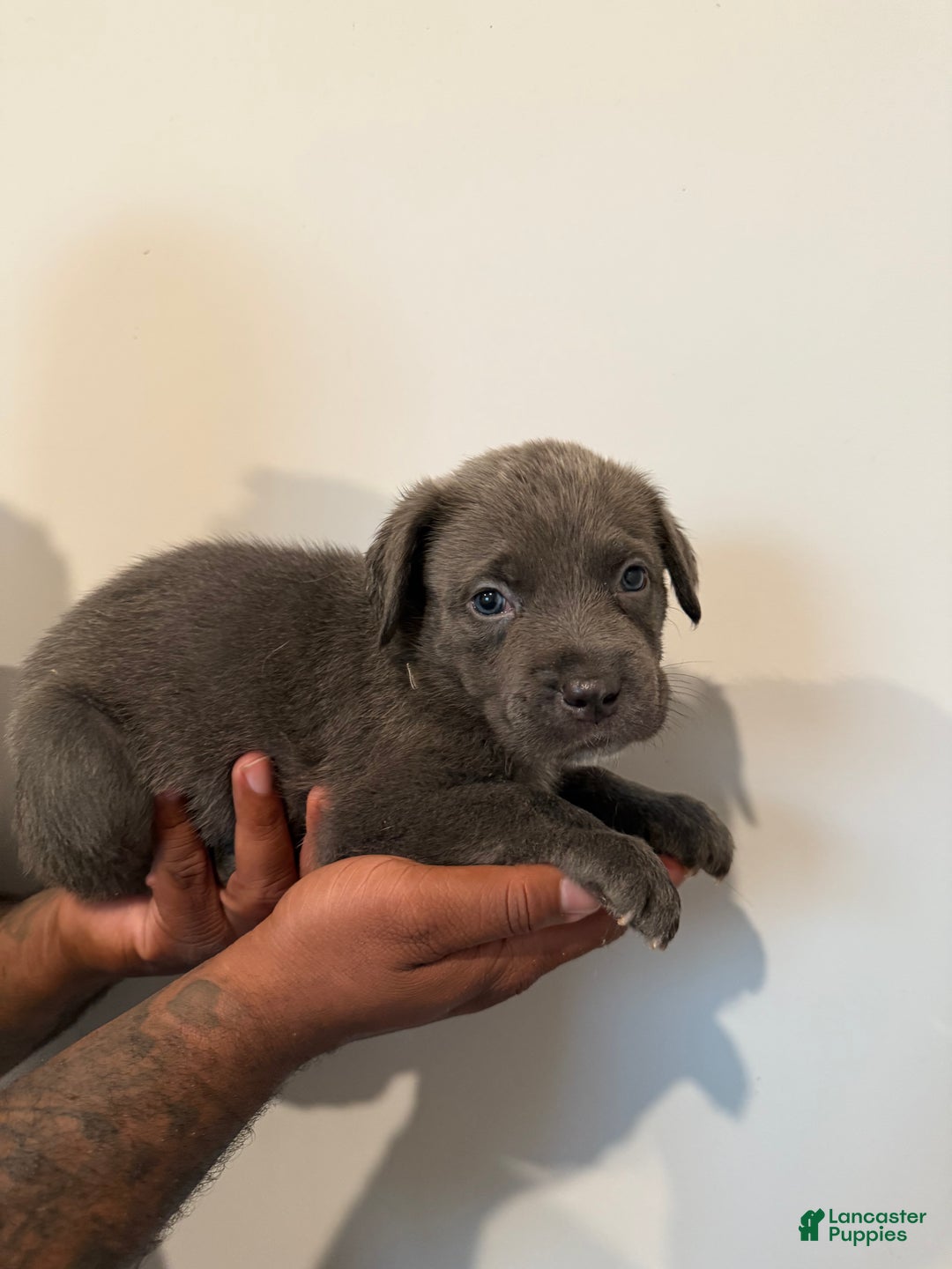 Cane Corso dogs for sale: Thanos - Ad 2