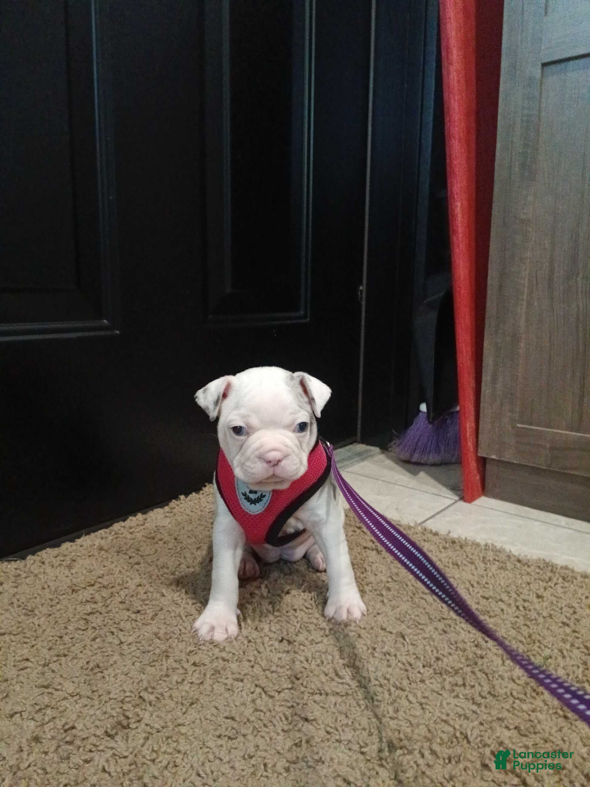 Frenchton dogs Donna - Ad 1