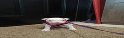 Frenchton dogs for sale: Donna - Ad 3