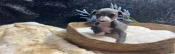 Italian Greyhound dogs for sale: Italian Greyhound 2 - Ad 5