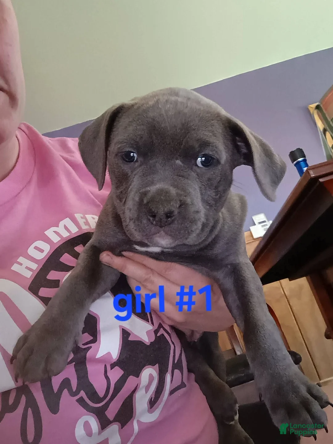 American Pit Bull Terrier dogs for sale: American Pit Bull Terrier Puppy 5 - Ad 2