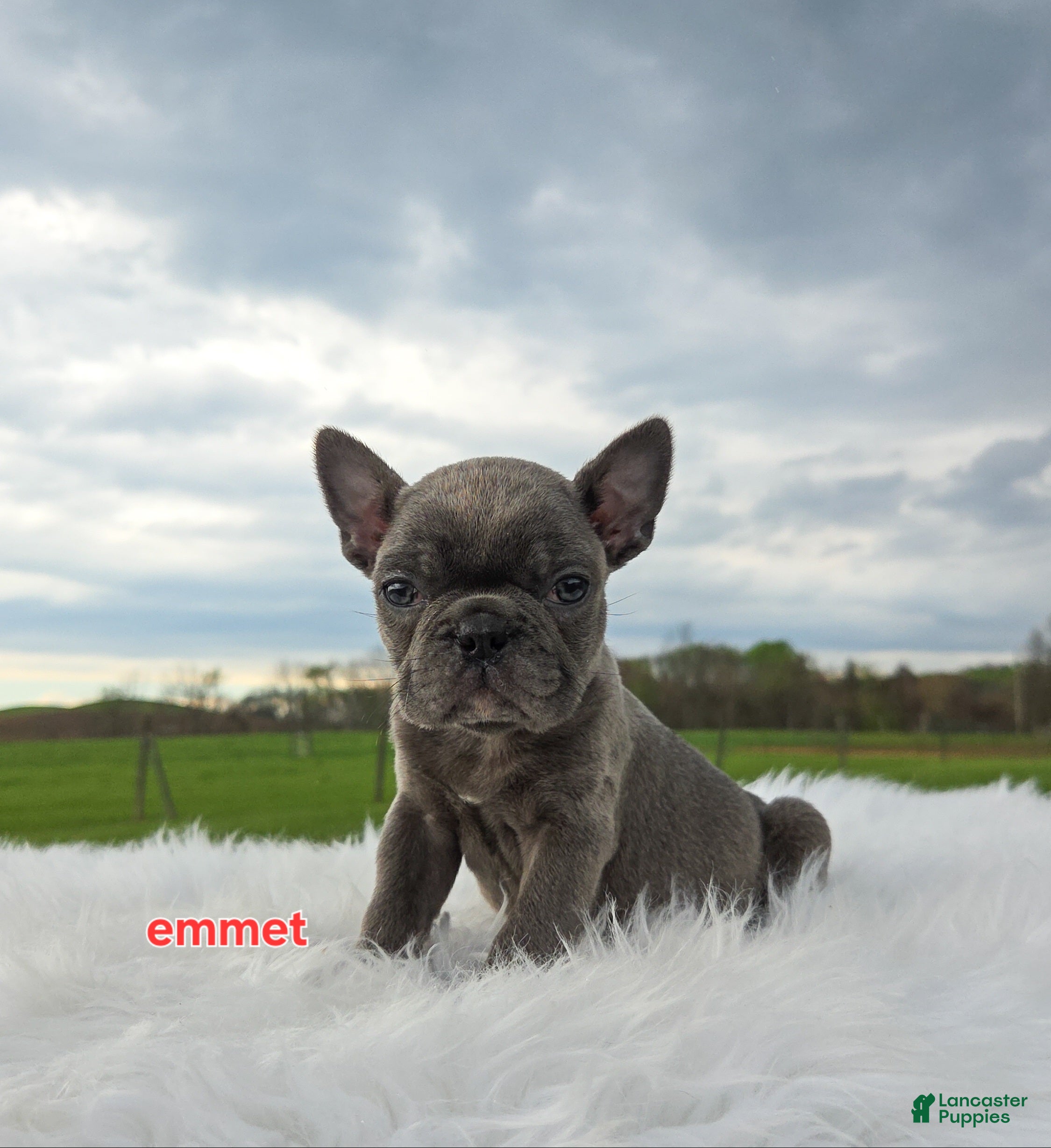 Frenchton dogs Emmet  - Ad 2