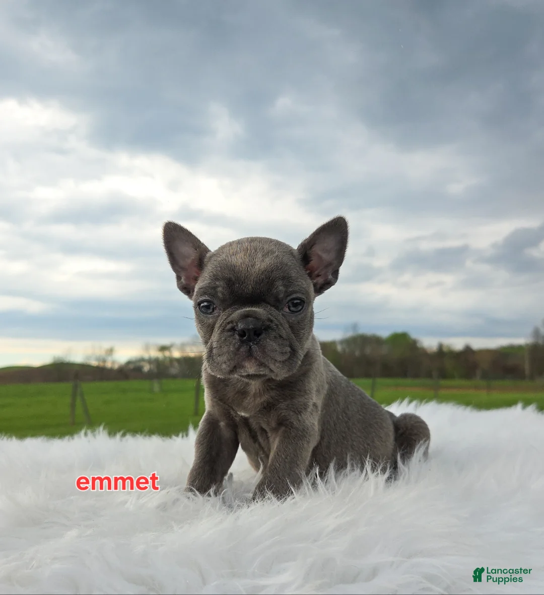 Frenchton dogs for sale: Emmet  - Ad 2