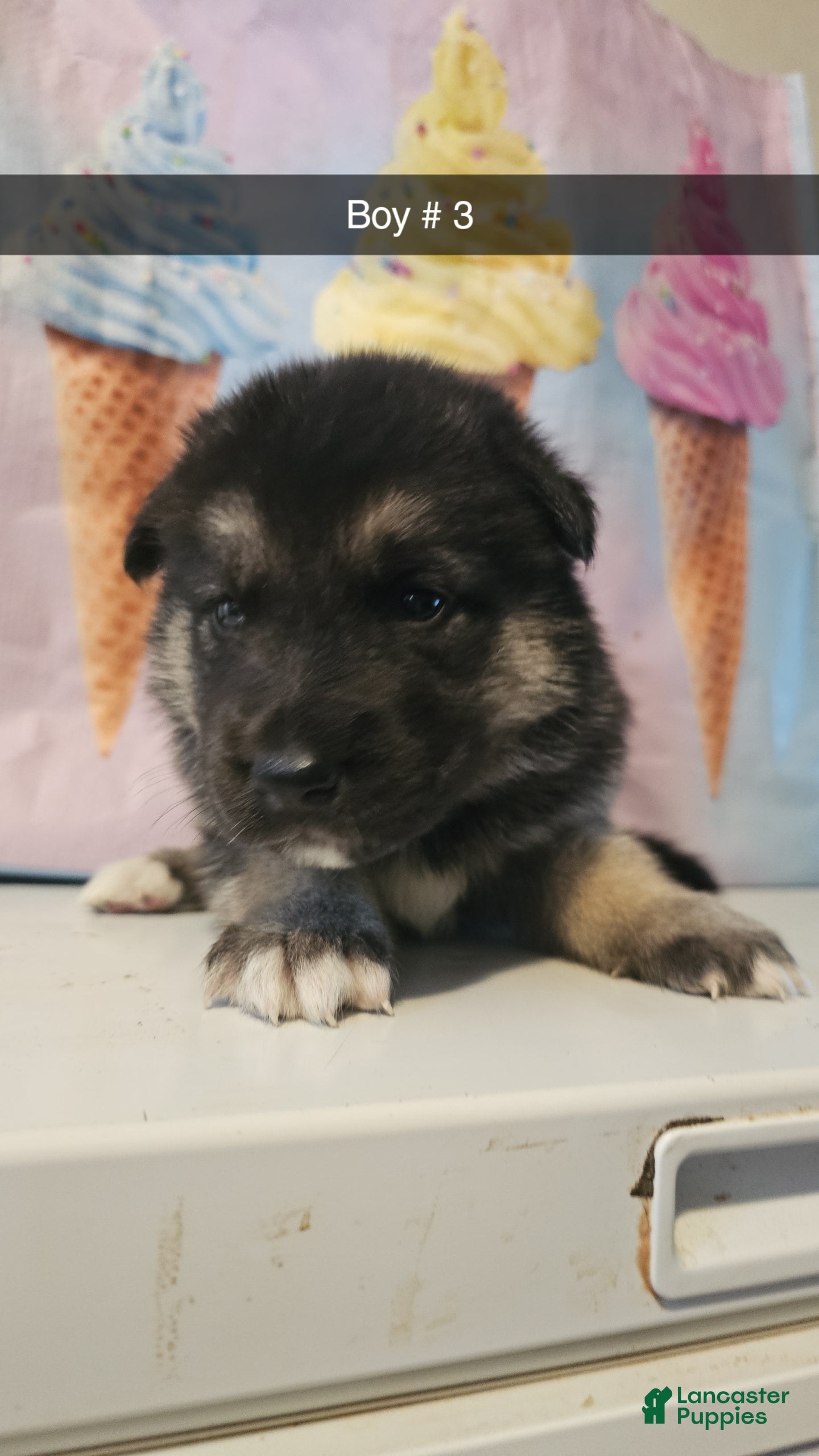 Gerberian Shepsky dogs Gerberian Shepsky Puppy 3 - Ad 17