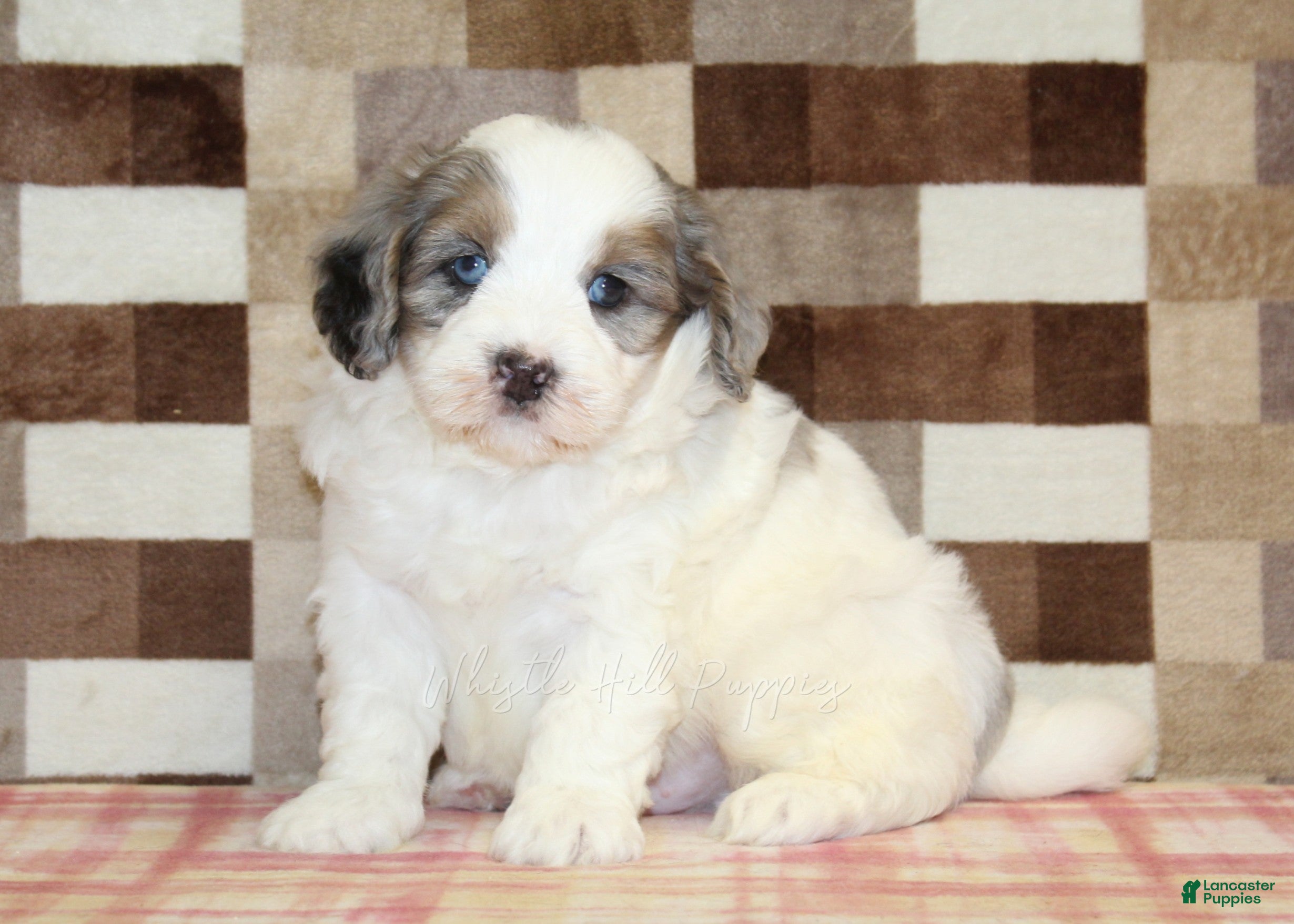Mini Bernedoodle dogs Chip - Ad 1