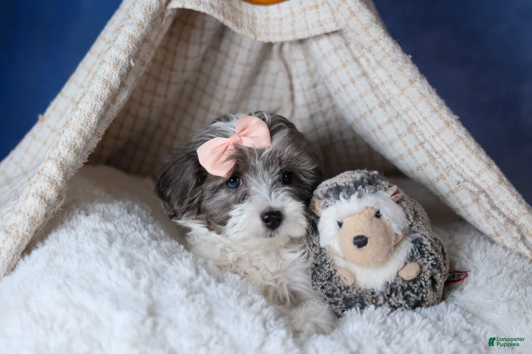 Havapoo dogs for sale: FIONA - Ad 3