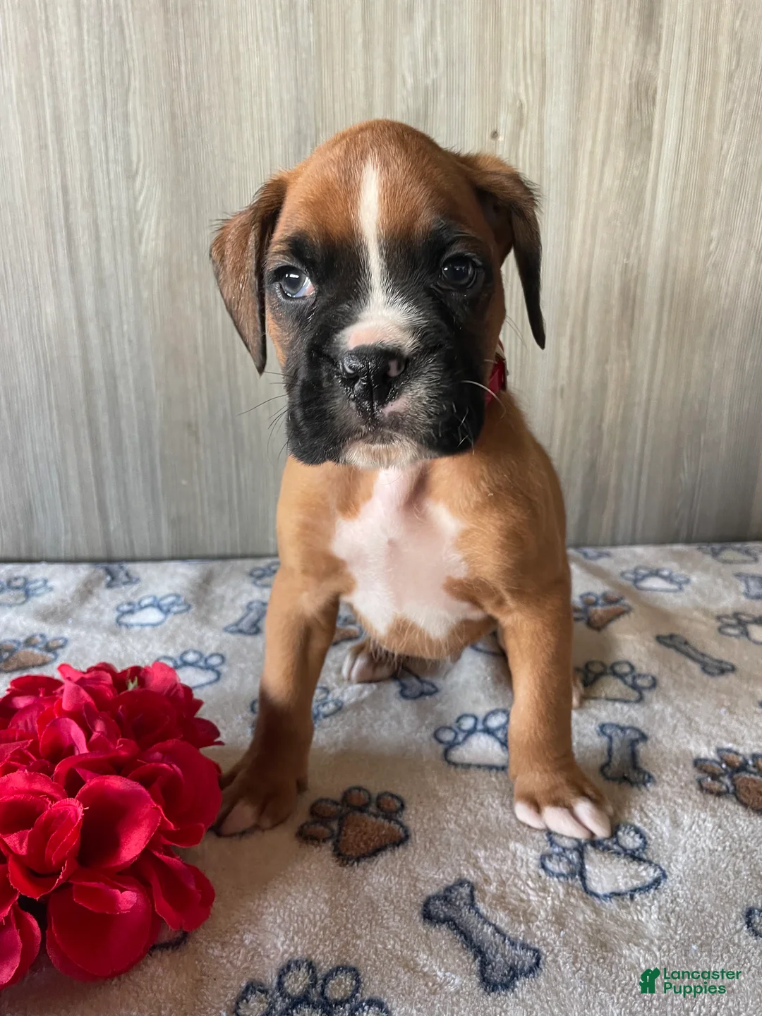 Boxer dogs for sale: Bosco - Ad 1