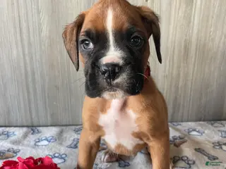 Boxer dogs Bosco - Ad 16