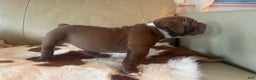 Olde English Bulldogge dogs for sale: Olde English Bulldogge Puppy 3 - Ad 4