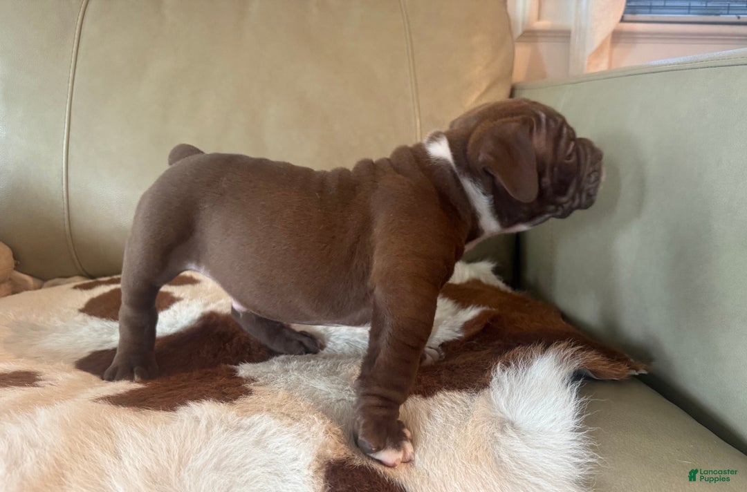 Olde English Bulldogge dogs for sale: Olde English Bulldogge Puppy 3 - Ad 4