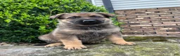 German Shepherd dogs for sale: Clarke - Ad 4