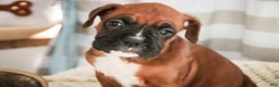 Boxer dogs for sale: Mocha - Ad 6