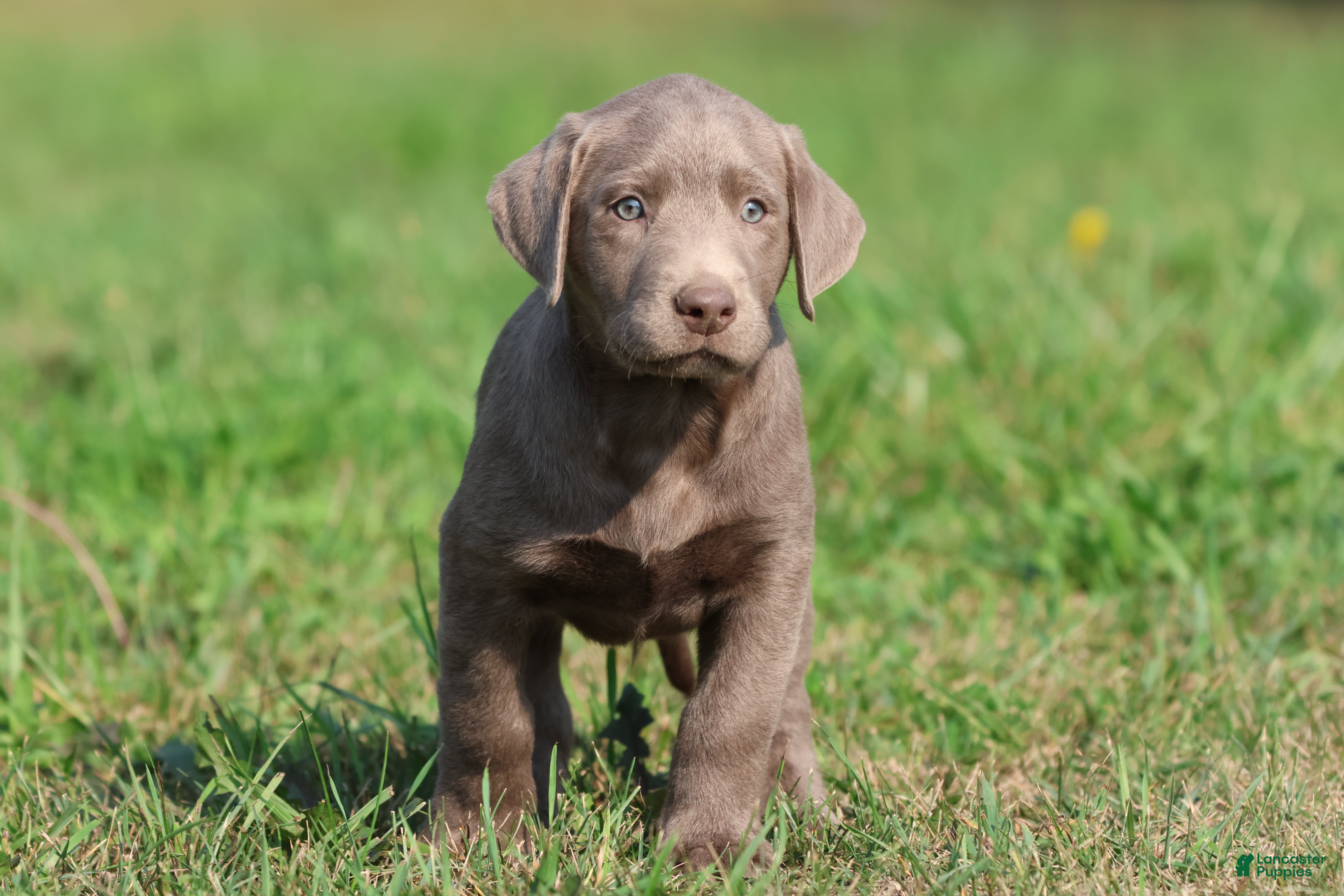Labrador Retriever dogs T- Rex - Ad 2