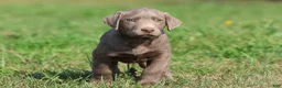 Labrador Retriever dogs for sale: T- Rex - Ad 2
