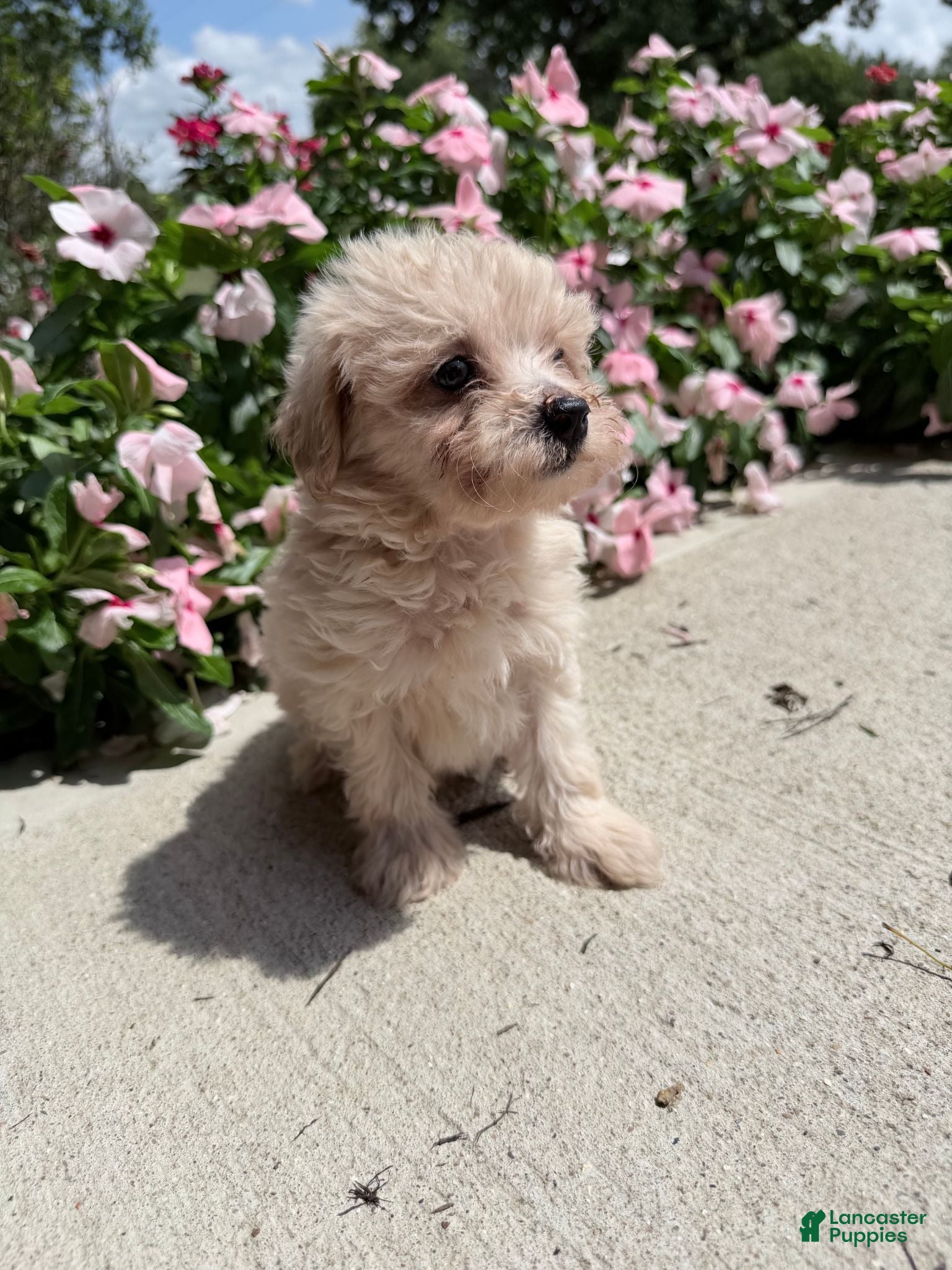Maltipoo dogs Kirby - Ad 1