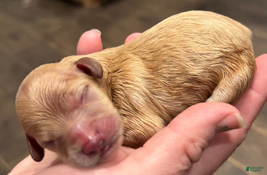 Cavapoo dogs for sale: Oliver - Ad 1