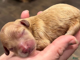 Cavapoo dogs Oliver - Ad 5