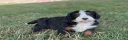 Mini Bernedoodle dogs for sale: Brady - Ad 4