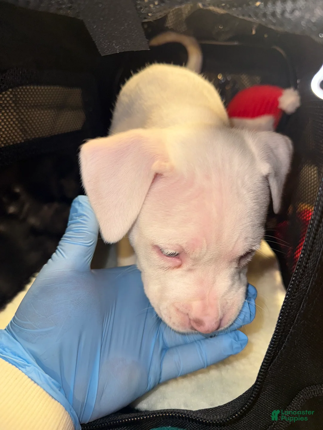 American Bully dogs for sale: Marshmallow  - Ad 8