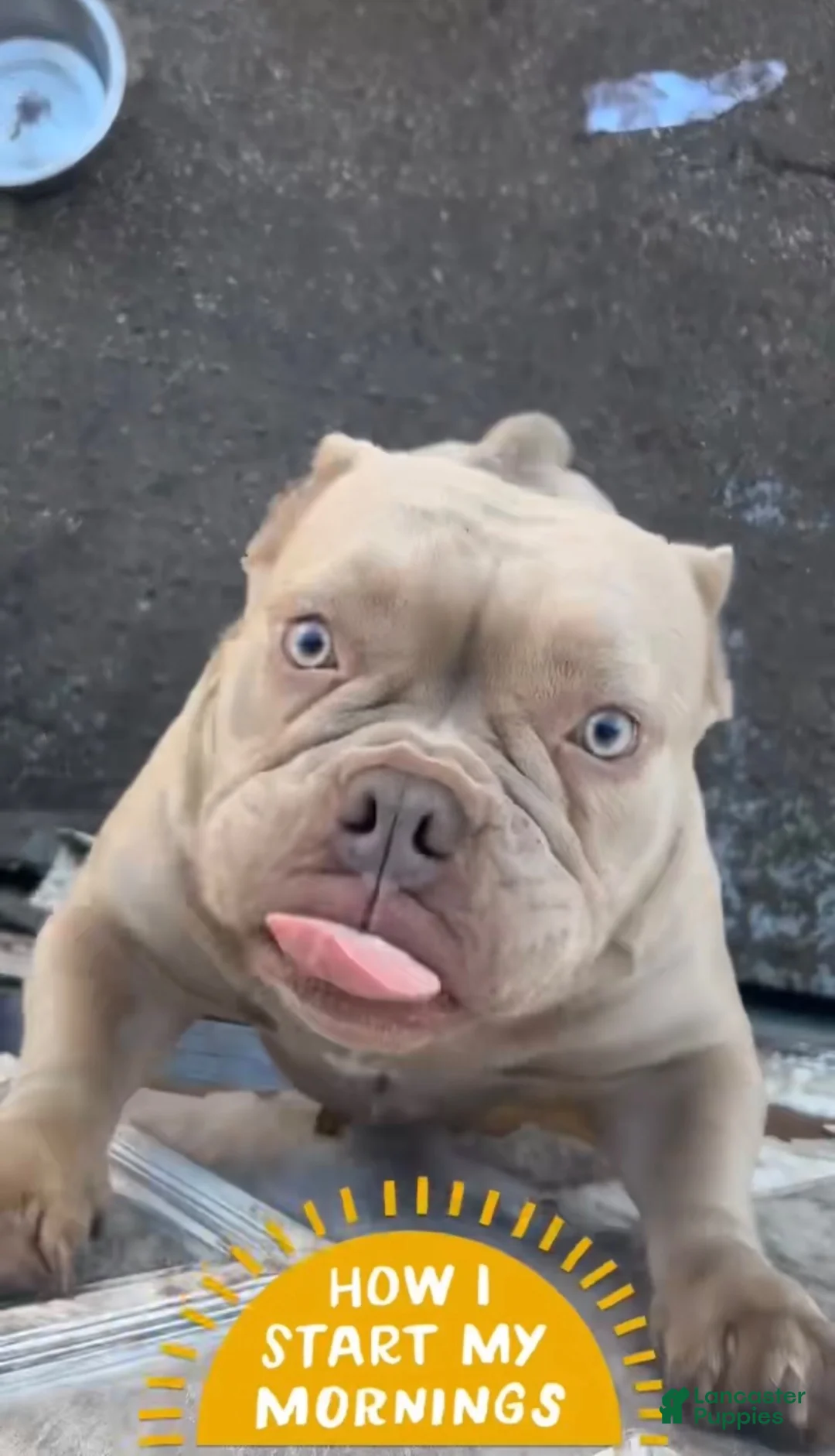 American Bully dogs for sale: American Bully 1 - Ad 3