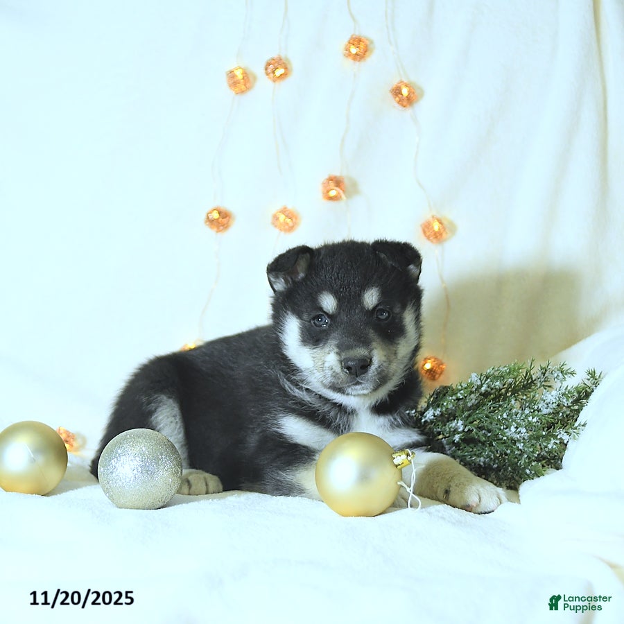 Siberian Husky dogs King - Ad 40