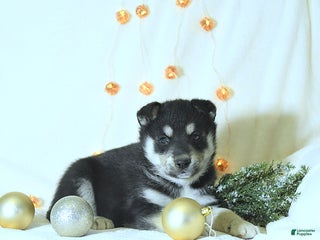 Siberian Husky dogs King - Ad 32