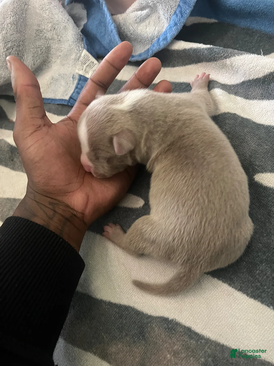 American Bully dogs for sale: American Bully Puppy 5 - Ad 1
