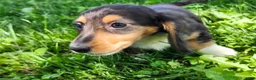 Miniature Dachshund dogs for sale: Pearl - Ad 13