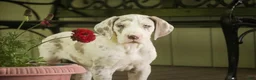 Great Dane dogs for sale: Santiago - Ad 9