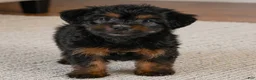 Yorkshire Terrier dogs for sale: Ivy - Ad 4