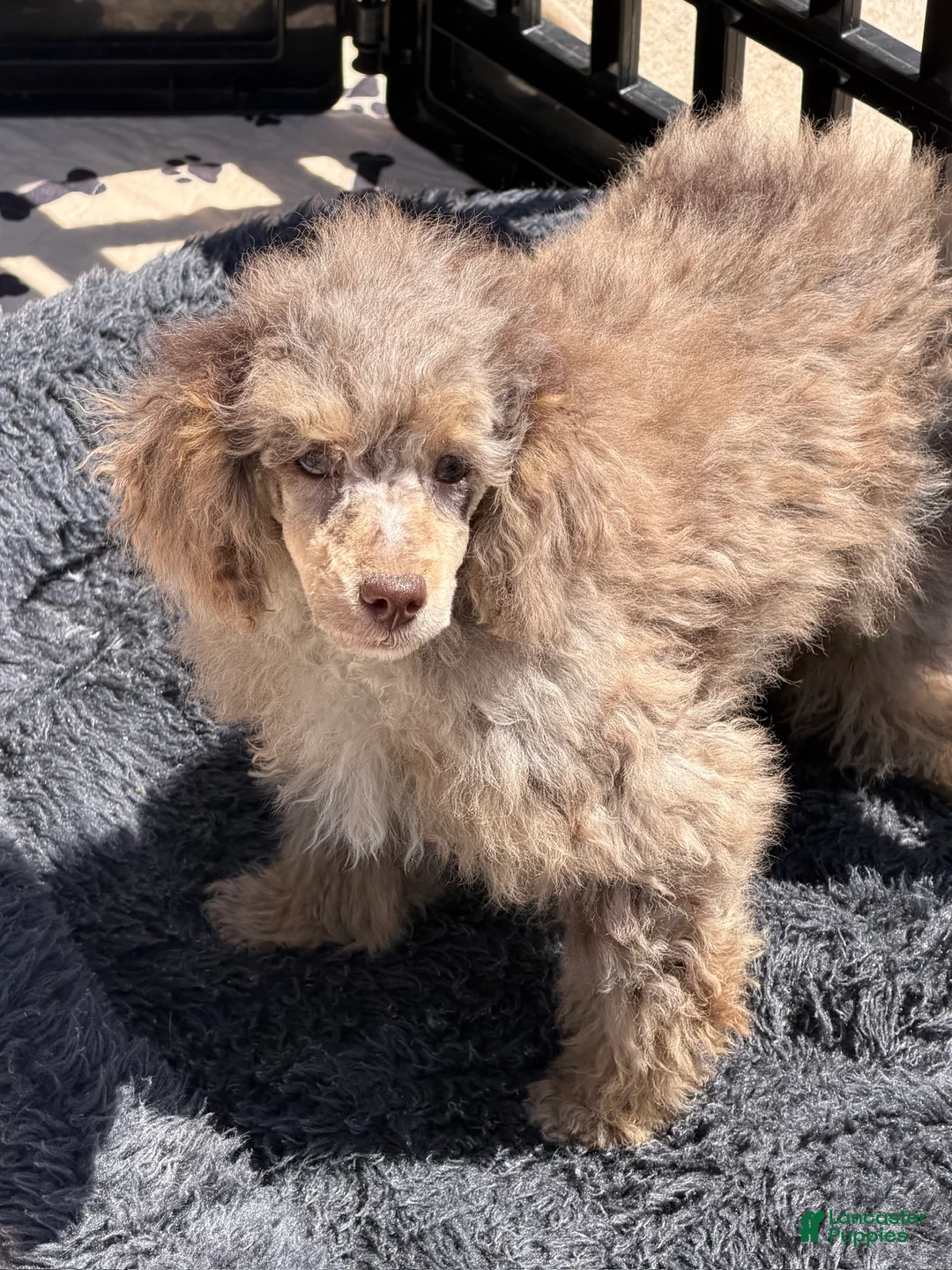 Miniature Poodle dogs for sale: Snickers - Ad 5