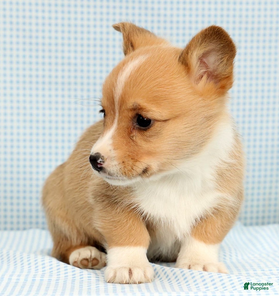 Welsh Corgi Pembroke dogs for sale: Maybelle - Ad 4