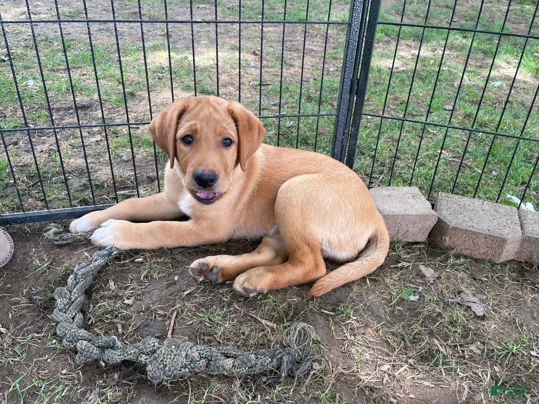 Labrador Retriever dogs for sale: Black Collar Batman - Ad 1
