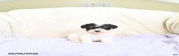 Toy Poodle dogs for sale: Braxton - Ad 2