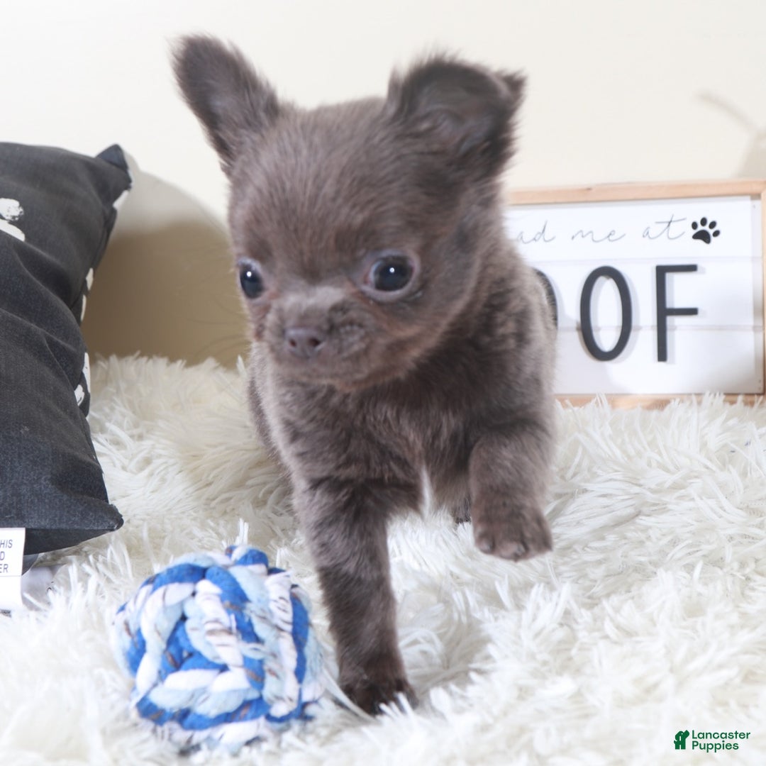 Chihuahua dogs for sale: Chihuahua Puppy Smokey - Ad 5