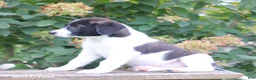 Mixed Breed dogs for sale: Sparky - Ad 4