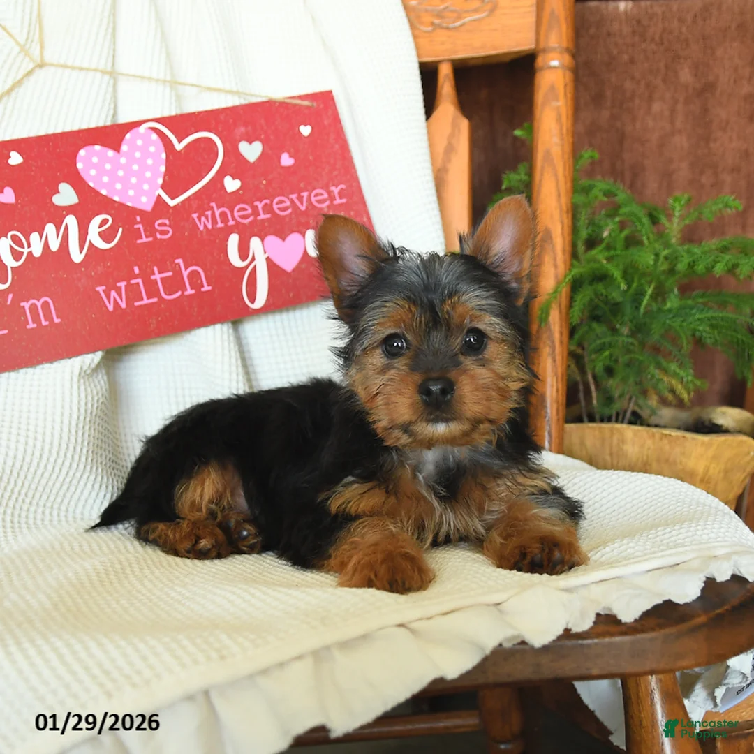 Yorkiepoo dogs for sale: Banjo - Ad 3