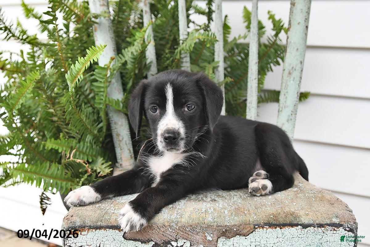 Beagle dogs Roxie - Ad 2