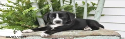 Beagle dogs for sale: Roxie - Ad 2