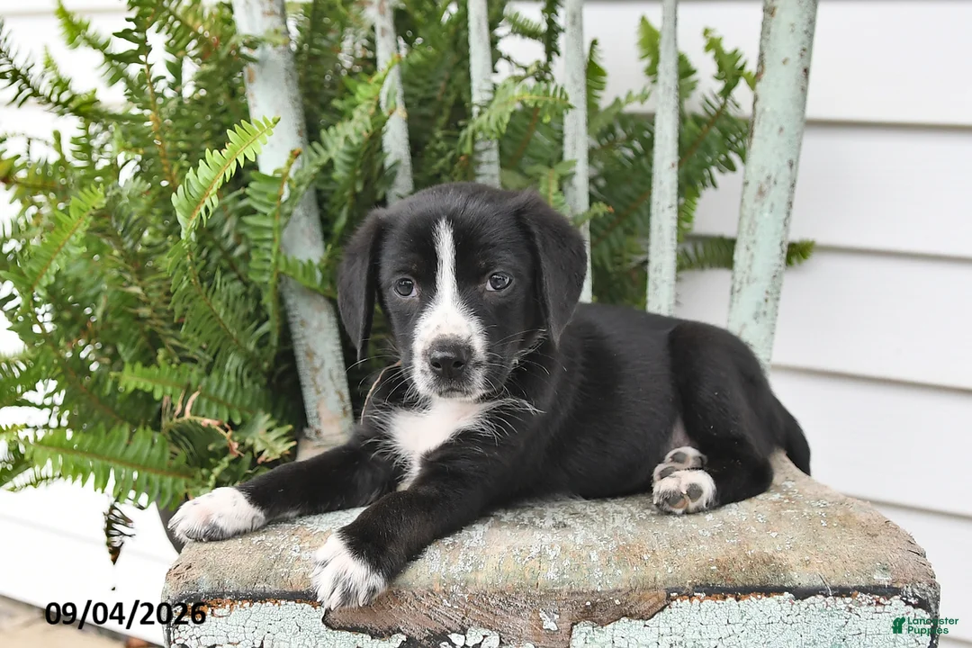 Beagle dogs for sale: Roxie - Ad 2