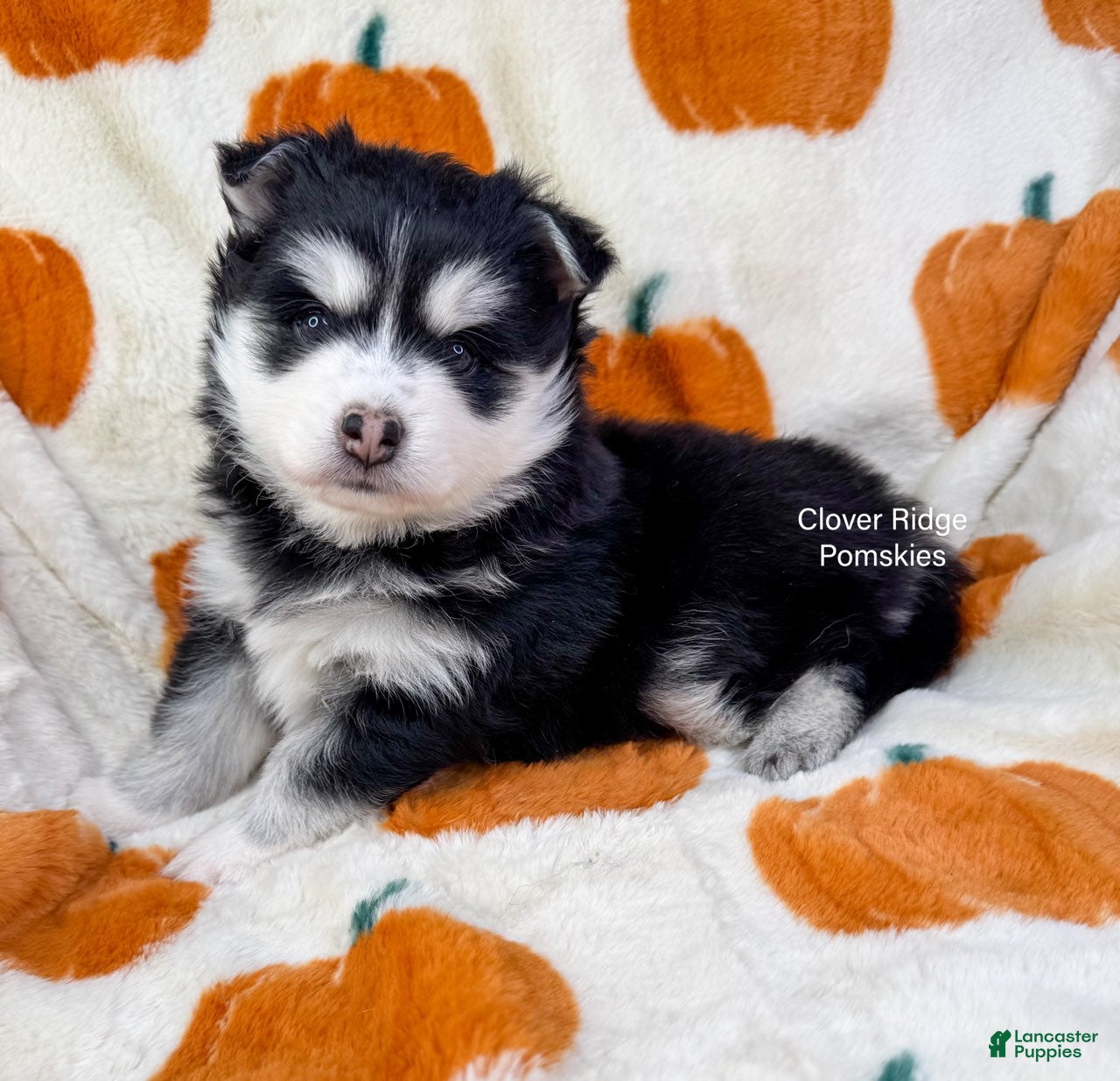 Pomsky dogs for sale: Albany - Ad 2